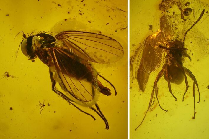 Detailed Fossil Ant (Formicidae) & Fly (Diptera) in Baltic Amber #150711